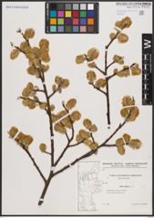 Foto von Salix caprea L.